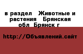  в раздел : Животные и растения . Брянская обл.,Брянск г.